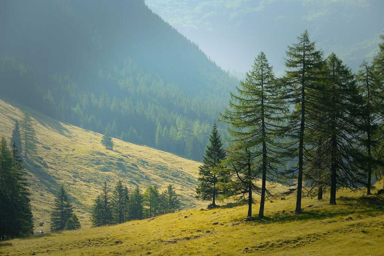 Peaceful Mountain Meadow With Pine Trees And Soft Morning Light