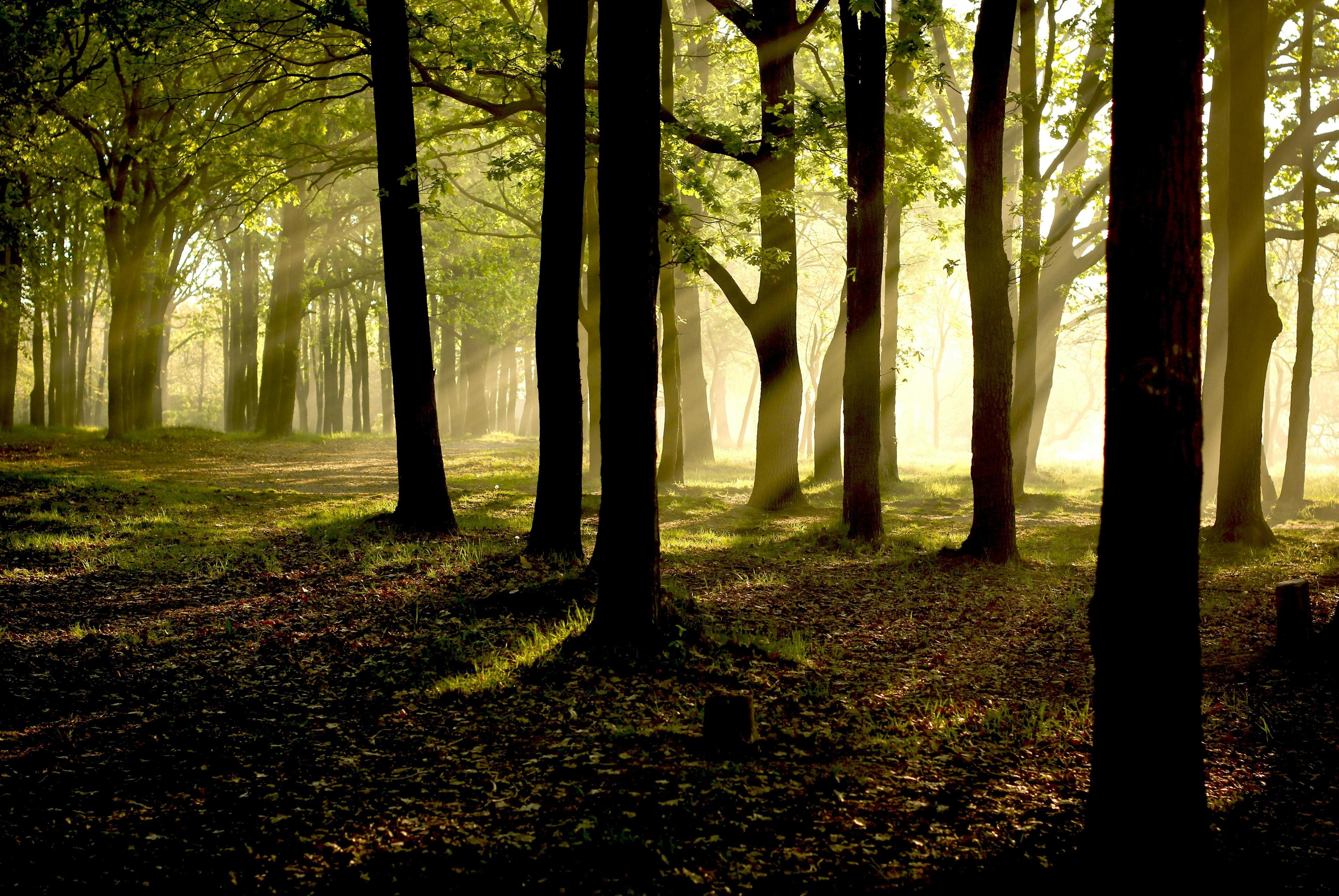 sunlight shining through trees in Ridgefield, WA park 