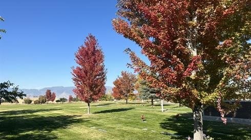 A group of trees with red leaves on the grass