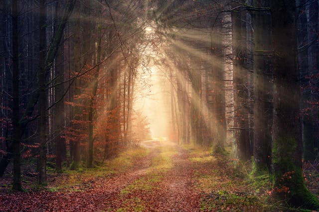 Sunlight streaming through tall trees along a forest path, symbolizing burial services in Albany, NY