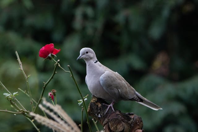Funeral Services dove and rose symbolizing peace with Schenectady, NY cremation services