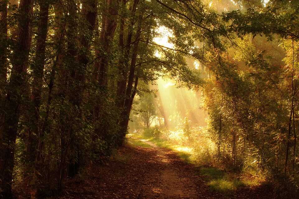 Forest path representing Powder Springs, GA funeral home and cremations honoring every life