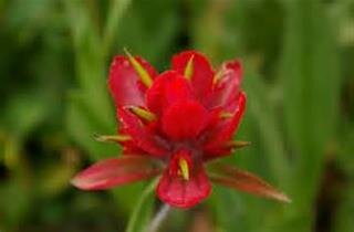 Funerals as Unique as Your Life