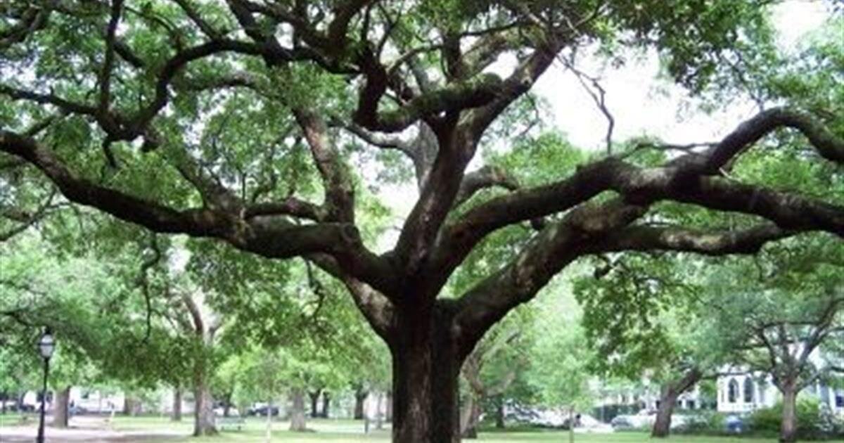 jacksonville ar funeral home