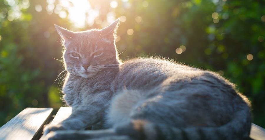 Permanent Memorialization