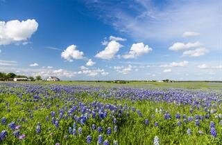 Our Simple One Price service includes: