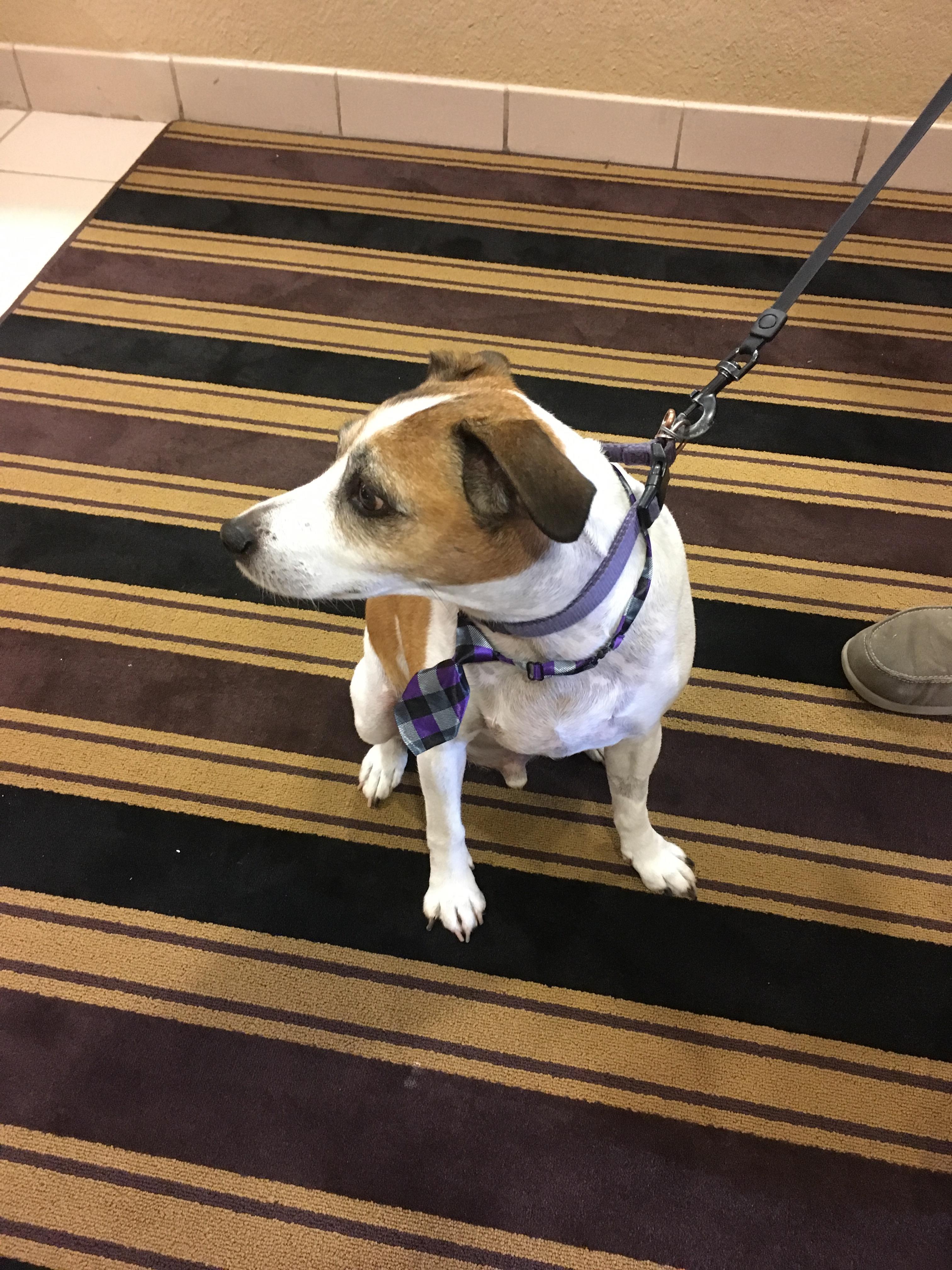 A small dog wearing a harness sits calmly on a striped carpet, waiting patiently in a hallway.