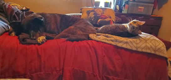 A large dog and a small cat relax side by side on a bed, enjoying a peaceful afternoon.