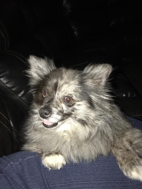 A fluffy Pomeranian with unique fur patterns enjoys resting comfortably on a person's lap.