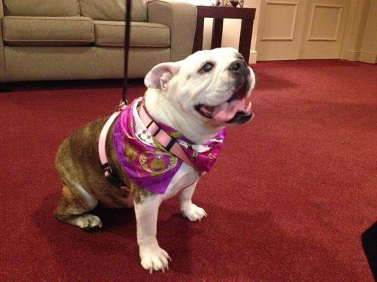 A joyful dog in a vibrant scarf sits on a plush carpet inside a warm and inviting location.