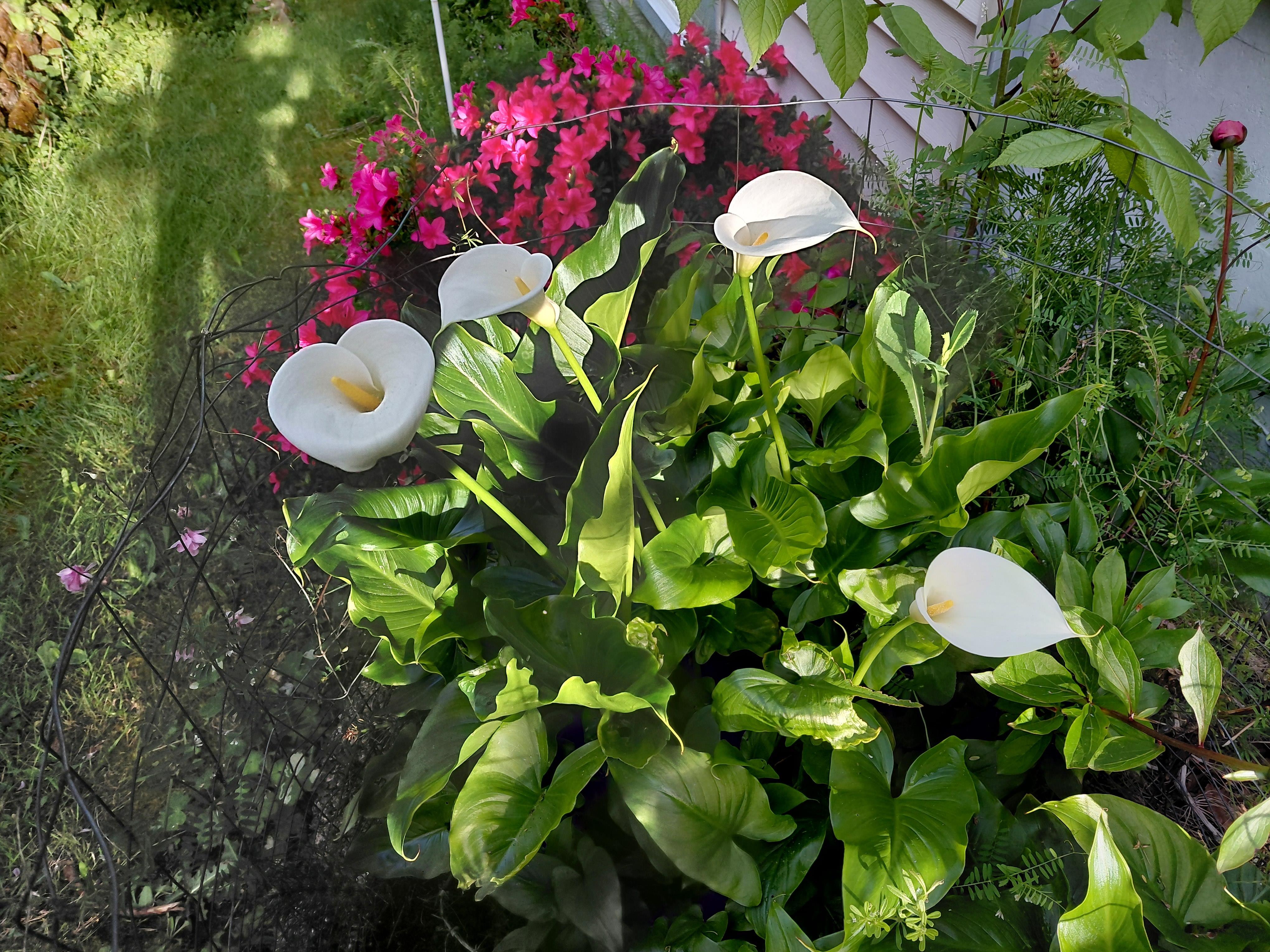 A group of white flowers in a garden
