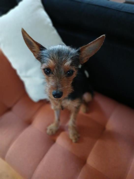 A small dog watches its surroundings from a cozy couch in a warm atmosphere.