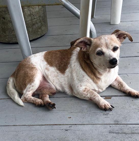 A small brown and white dog relaxes on a wooden deck, enjoying the peaceful atmosphere.