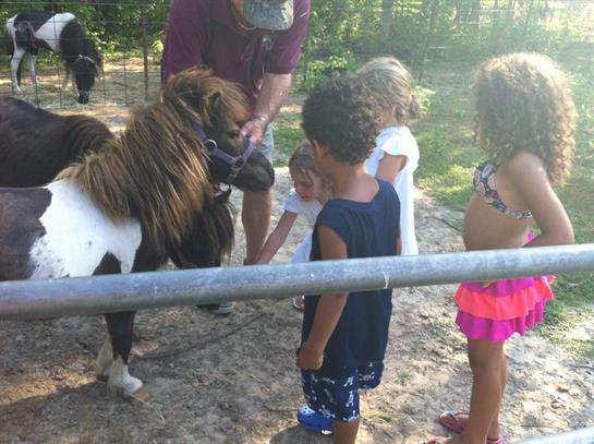 Kids enjoy their time feeding a pony with a caregiver guiding them outdoors on a sunny day.