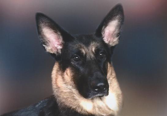 A german shepherd dog with sharp ears gazes intently, showcasing its strong features and fur.