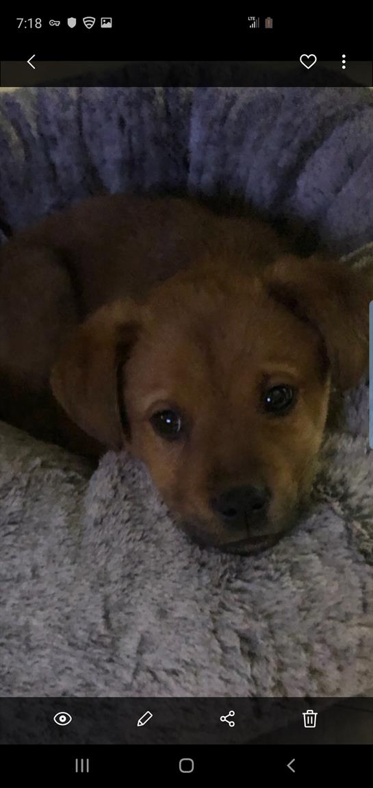 A playful puppy relaxes on a soft blanket, gazing with curiosity in a cozy indoor space.