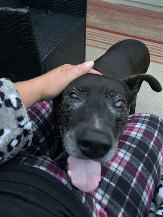A loving black dog enjoys being petted by its owner while sitting comfortably indoors.