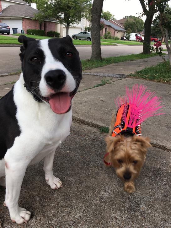 Friendly black and white dog poses while a small brown dog in a colorful outfit walks nearby.