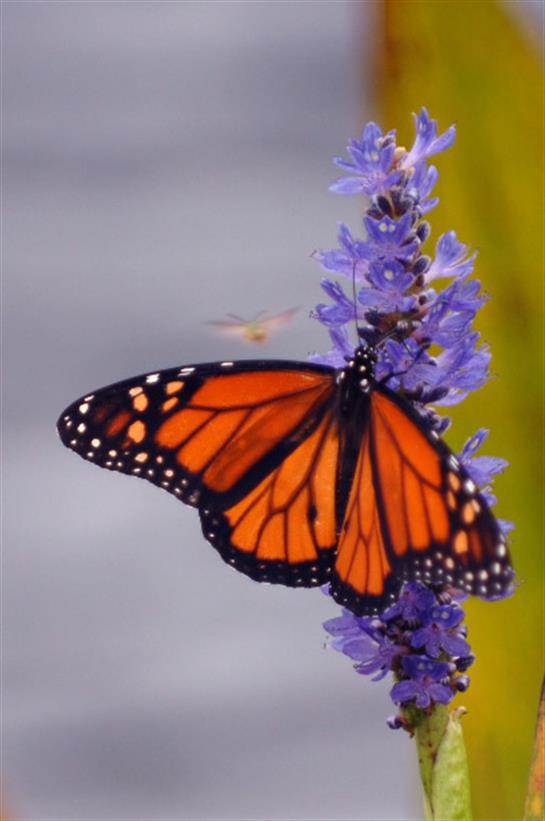 A bright orange monarch butterfly rests delicately on a purple flower in a sunny garden.