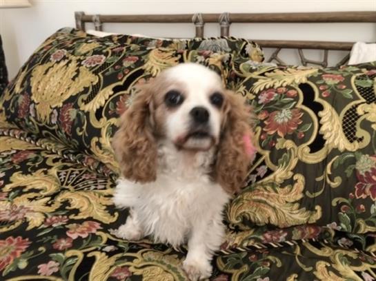 A small, fluffy dog with curly ears sits comfortably on a floral-patterned couch.