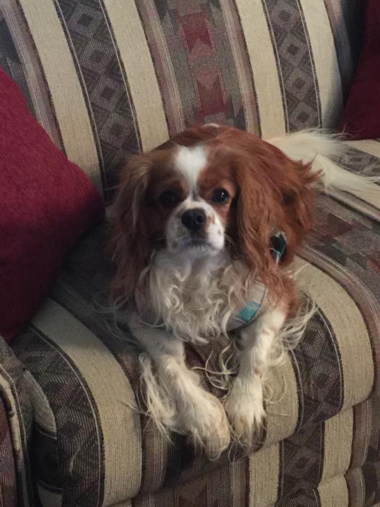 A cavalier king charles spaniel lounges comfortably on a striped sofa with red pillows.