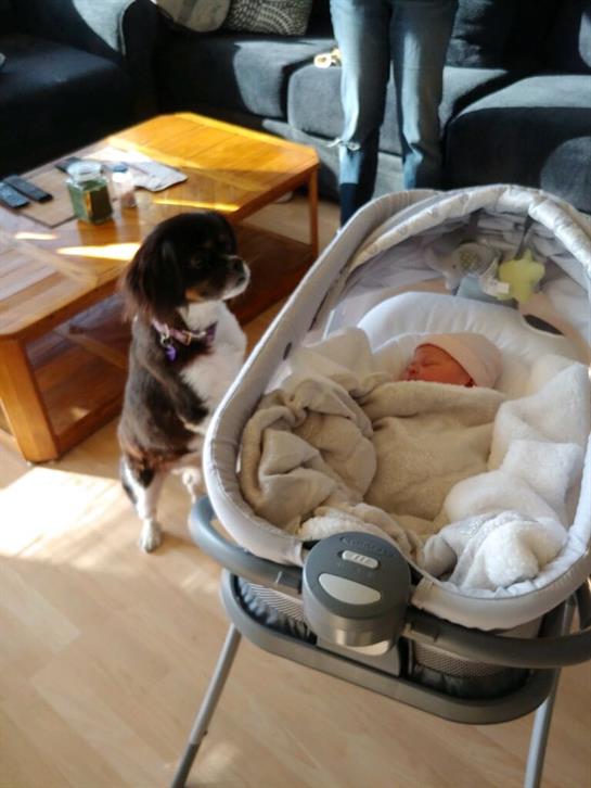 A dog stands nearby a baby bassinet, keeping watch over an infant in a bright, cozy living room.
