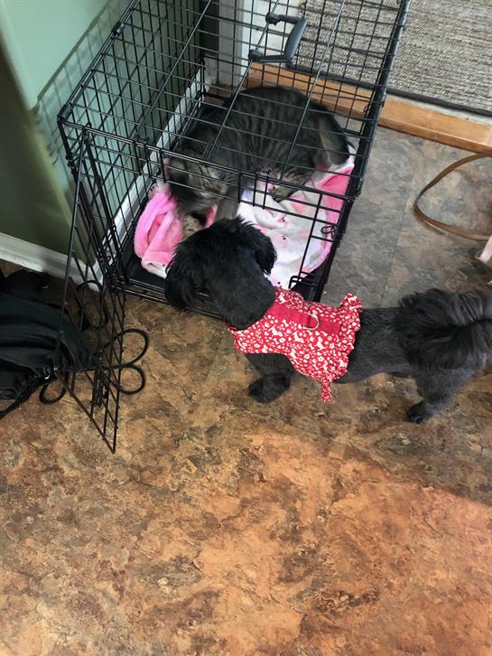 A small dog explores a crate while another pet relaxes inside, highlighting their bond.