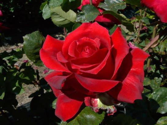 A bright red rose opens up under the warm sunlight, surrounded by lush green foliage in a garden.