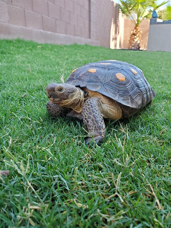 A tortoise is moving slowly through lush green grass in a sunny backyard setting.