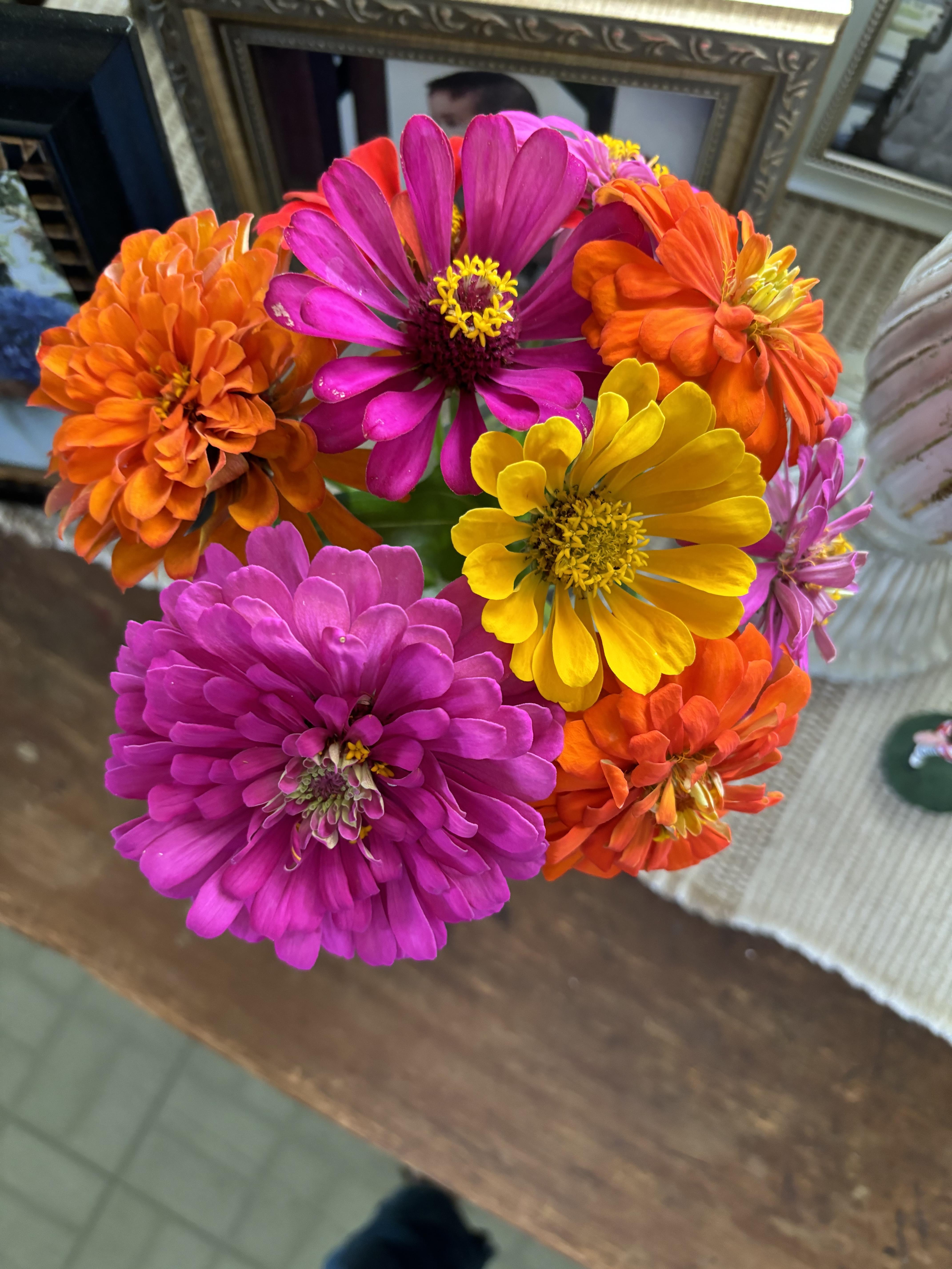 Bright zinnias in shades of purple, pink, orange, and yellow are in a vase on a table.