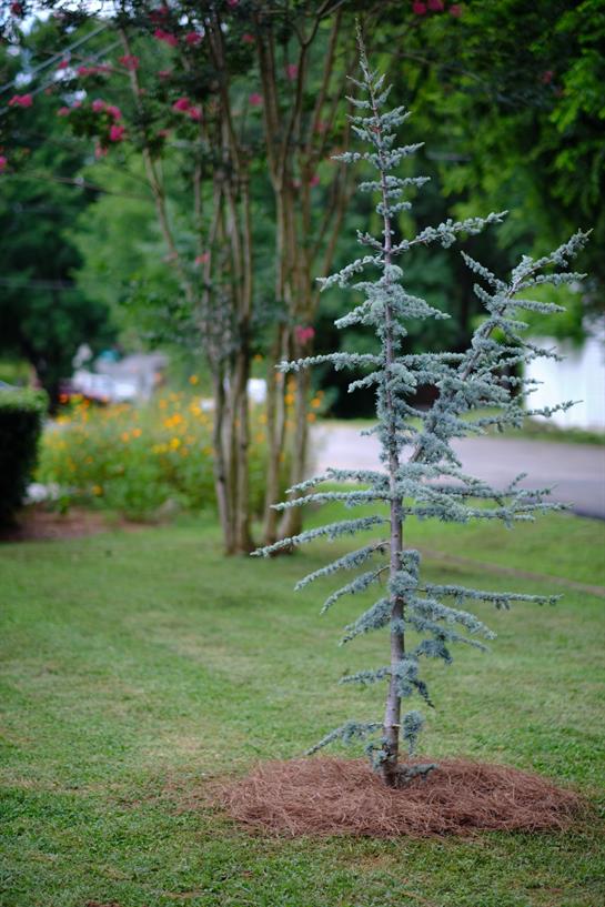 A small evergreen tree grows in a grassy area near a garden pathway surrounded by vibrant plants.