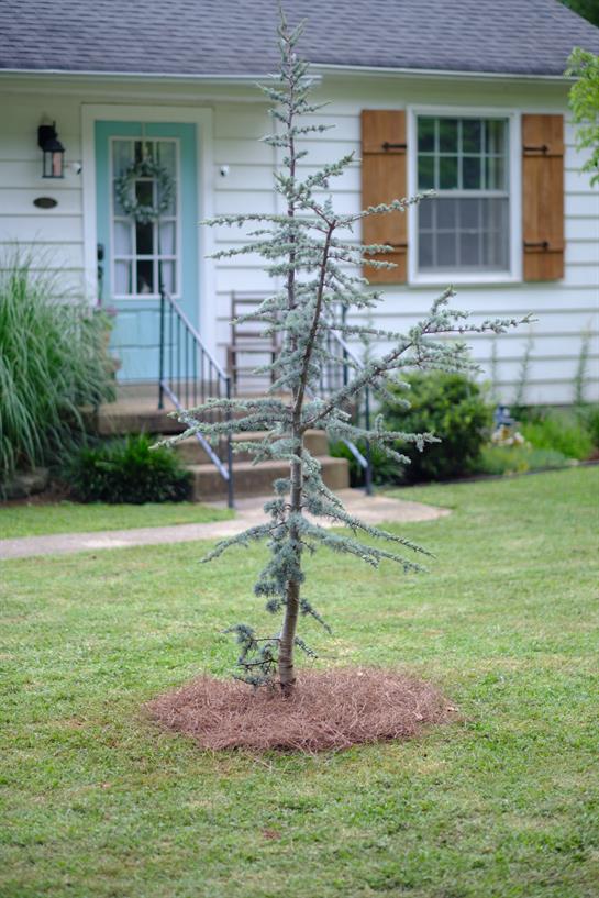 A small evergreen tree stands in a well-manicured lawn near a charming white house.