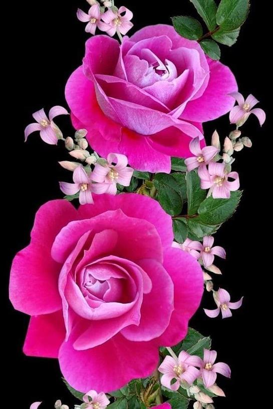 Two large pink roses with smaller flowers create a striking floral arrangement on black.