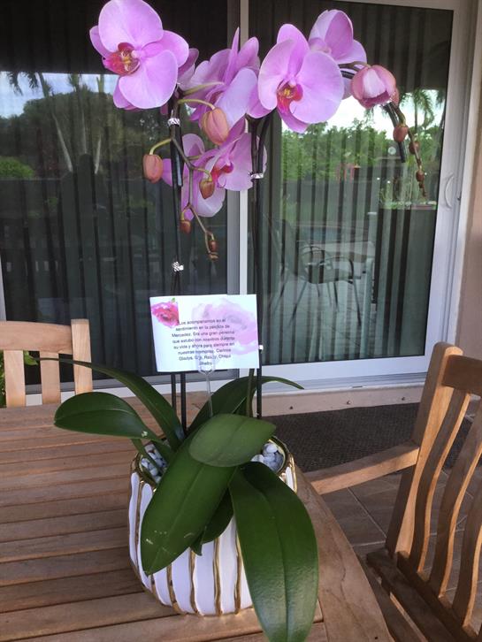 A vivid pink orchid brightens a table with its lush leaves and vibrant blooms.