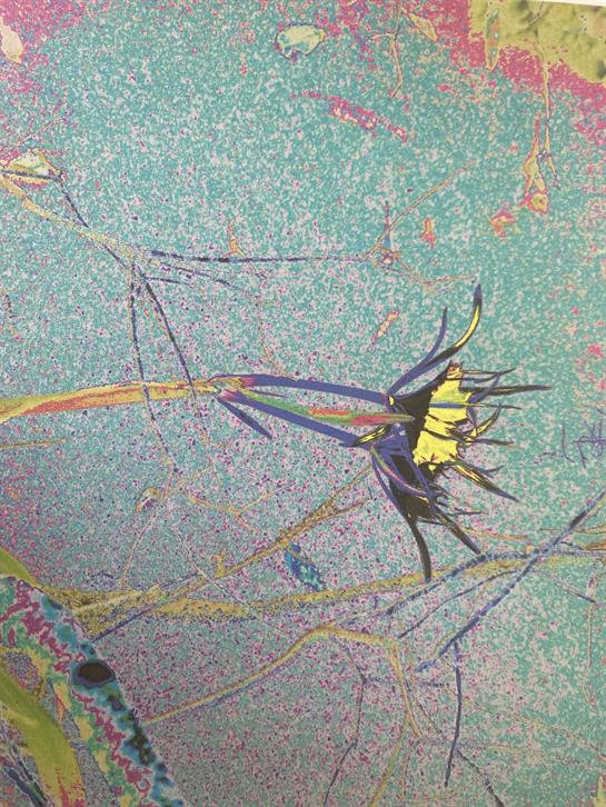 A butterfly with yellow and black wings rests on a bright, colorful background amidst foliage.