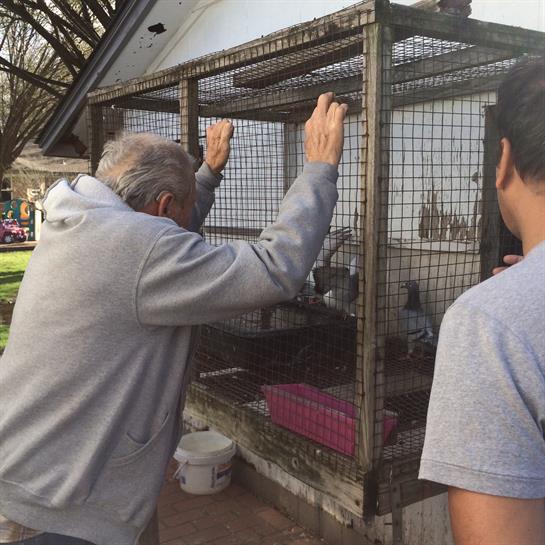 Two men watch intently as animals move around in an outdoor enclosure on a sunny day.