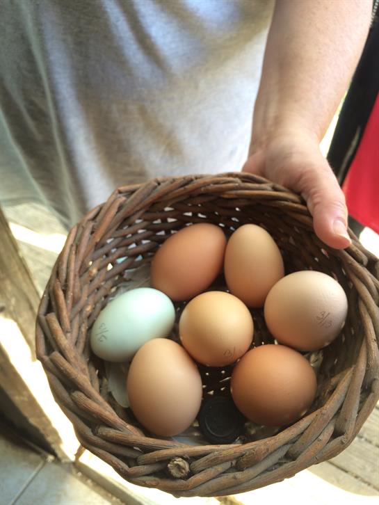 A person holds a woven basket filled with colorful eggs while surrounded by a farm setting.