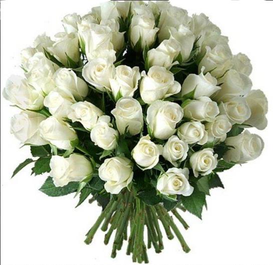 A bouquet of white roses with vibrant green leaves creates an elegant display.