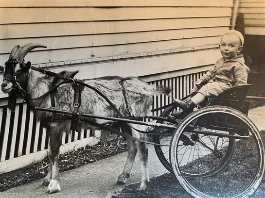 A child sits in a cart pulled by a goat, enjoying a sunny day on a path near a house.
