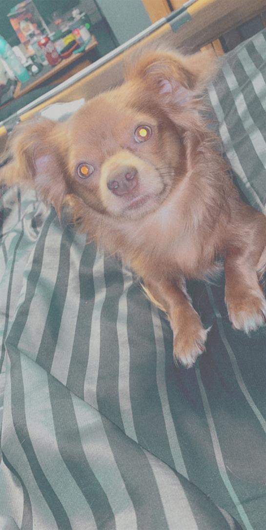 A small brown dog with bright eyes is peeking curiously over a green striped blanket.