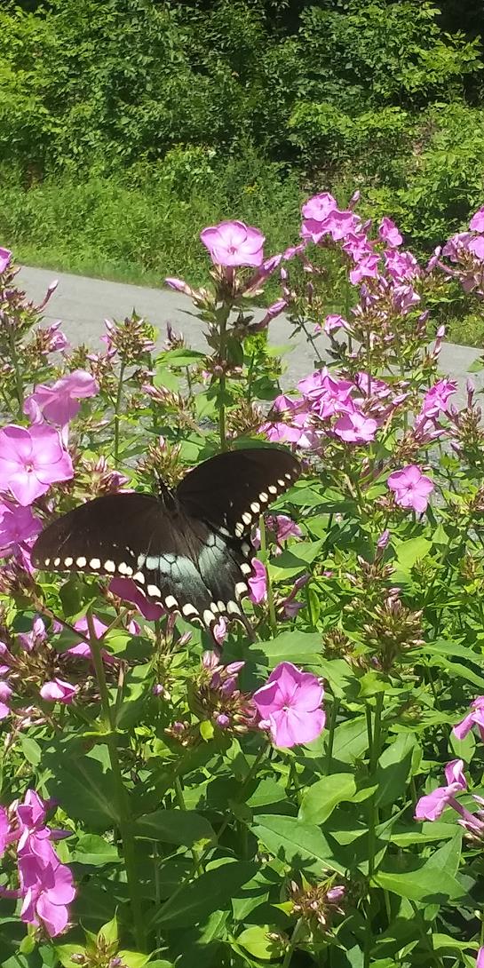A black butterfly with white spots is perched on blooming pink flowers in a garden.