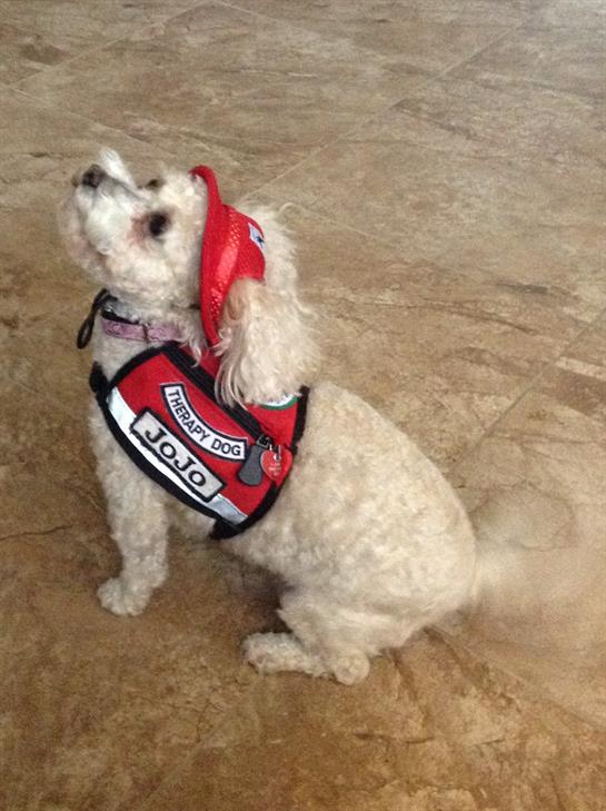 A small white dog with curly fur and a red bandana sits on a tiled floor wearing a service vest.