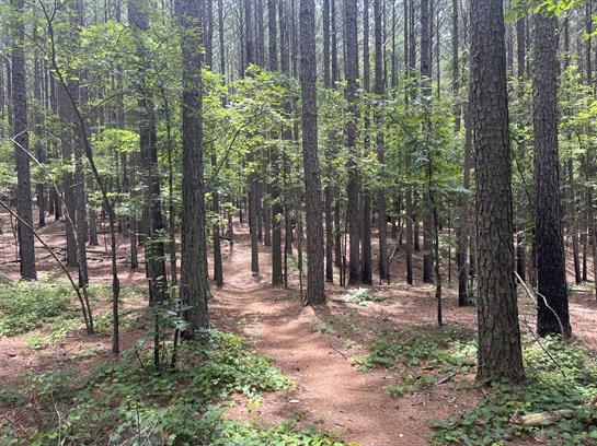 A winding trail meanders through a dense forest of tall trees and vibrant greenery.