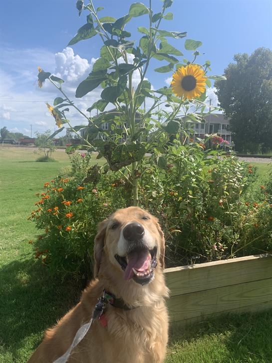Golden retriever enjoys a cheerful moment beside vibrant sunflowers in a beautiful garden.