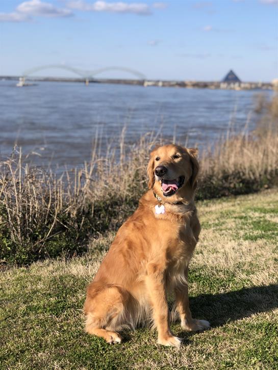 Golden retriever enjoys a sunny day by the river, surrounded by grass and nearby bridge.