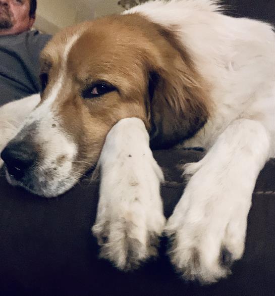A dog rests its head on its paws while lounging comfortably on a couch in a warm room.