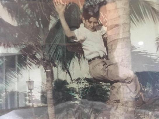 Boy joyfully climbs a palm tree surrounded by greenery near a serene water view.
