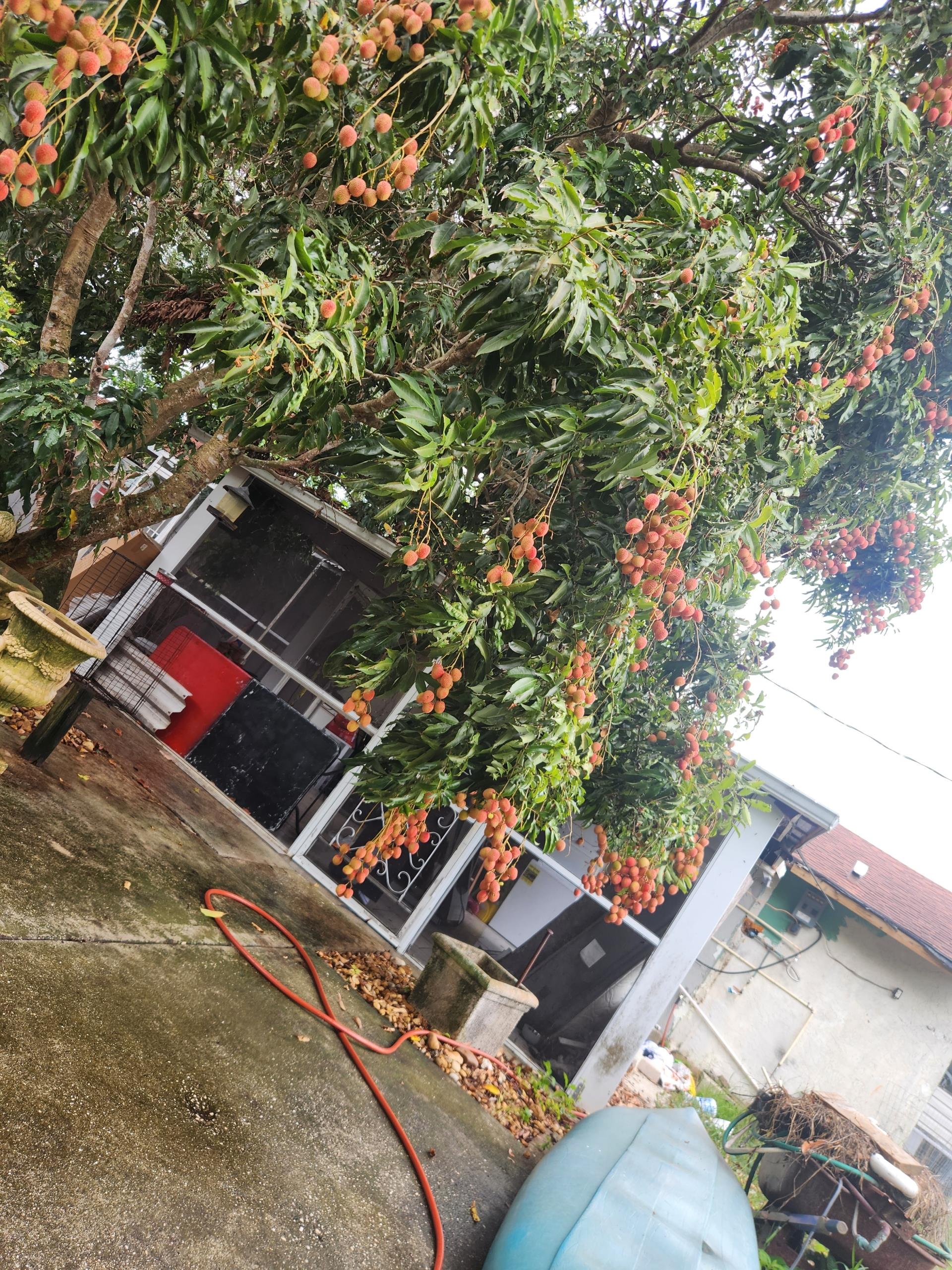 A tree with fruits on it