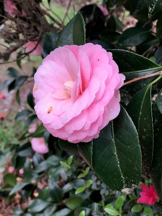 A vibrant pink camellia flower stands out against lush green leaves in a quaint garden.