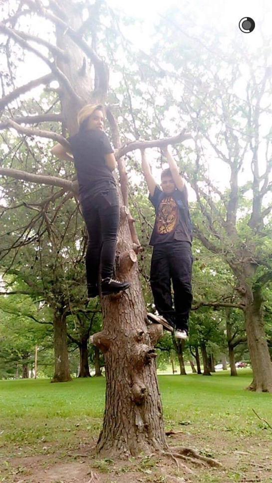 Two individuals are climbing a tree in a park, enjoying an outdoor adventure on a sunny day.